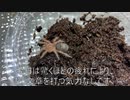 [注目！]タランチュラ飼育日記その６２[捕食シーン]