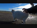 野良猫が雨上がりのグランド場にできた水たまりで水分補給する