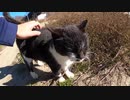 陸橋の下に住み着く野良猫が私の足にまとわりついて離れない