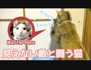 見えない敵と戦う猫　Round1! Fight!!!