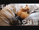 毛繕いする兄妹猫