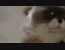 禁断のくちづけ風