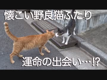 運命の遭遇⁉︎地域のアイドル猫vs最強に人懐こい野良猫