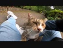 公園の警戒心が強い野良猫を強引に膝の上にのせたりナデナデしてみた