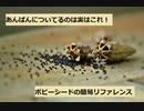 【スパイスを知ろう！】ポピーシードを知ろう！【part45】
