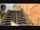 【COD:BOCW】能筋特攻キルコンベイベー【PS5】