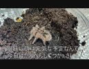 [地上最短！]タランチュラ飼育日記その６３[これは金メダル]