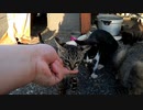 子猫にまあまあ長いこと指を咬まれた