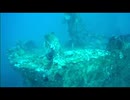 BORN TO BE WILD: "Shipwreck" and "Sea Turtle Story"