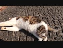 最初は上機嫌でモフらせてくれた野良猫だが次第に私を攻撃し始めた！