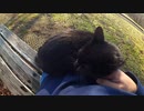 真っ黒な野良猫が私を追いかけ、膝の上に乗っかり猫語で何かを訴えてきた