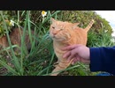 大あくび連発の茶トラ猫をモフっていたらキジトラ猫が乱入してきた