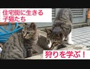 【やや閲覧注意】住宅街裏の子猫たち、獲物を前に狩りを学習する