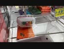 【激獲れ】お一人様1個までの激獲れUFOキャッチャー見つけた！父と私で2個ゲット！