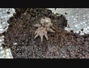 [忍野忍に]タランチュラ飼育日記その６４[踏まれたい切実に]