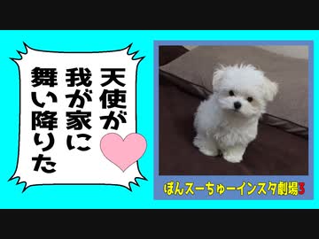 天使が我が家に舞い降りた。純白ちびっこマルチーズ