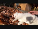 駐車場で出会った野良猫が「ゴロゴロ、うにゃうにゃ」寝言を言う姿が可愛すぎる