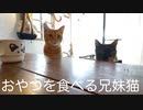 おやつを食べる兄妹猫