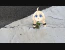 横断歩道にあかり草が生えてんじゃん