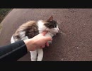 散歩コースで堂々と歩くモフモフ美猫にねこじゃすりを試す！