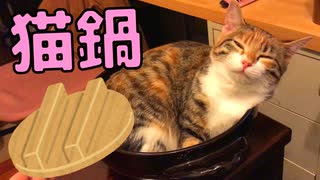 お鍋の中が気持ち良すぎてウトウトする猫がこちらです…ｗ