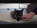 人の気配がないお寺でサビ猫様と目が合ったので腰トントンしたら・・・