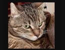 ホモと見る存在しない猫