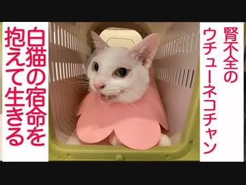 腎不全のウチューネコチャン、白猫の宿命と共に生きる