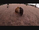 公園でキジ白猫と茶トラ猫が交互にモフられに来た