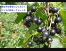 【スパイスを知ろう！】カシスを知ろう！【part47】