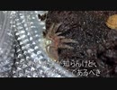 [ニアミス大賞]タランチュラ飼育日記その６５[思わせぶり]
