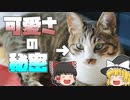 【ゆっくり解説】猫はどうして可愛い？「ベビースキーマ」とは
