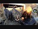 だんだん調子に乗っていく子猫姉妹【野良猫鶏肉騒動その１】