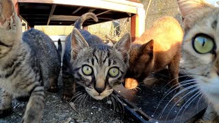 だんだん調子に乗っていく子猫姉妹【野良猫鶏肉騒動その１】