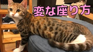 撫でられたくて変な座り方をする猫がいましたｗ