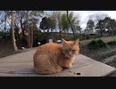野良猫の集会に潜入したら私の膝の上に猫が乗ってきた