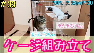 子猫のケージ組み立てて入って貰ってみた  たまごさんも入りたいみたい…