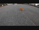 公園に私の顔を見たら膝の上に乗りたがる茶トラ猫がいた