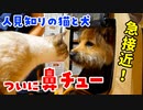 元野犬のポテと一緒にラム肉を食べたら、二人の仲が急接近しました【鼻チューかわいすぎ】