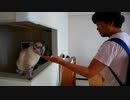 久しぶりに会う飼い主の兄を猫は覚えてる？