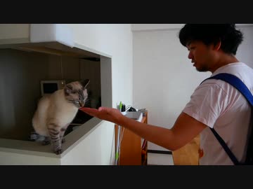久しぶりに会う飼い主の兄を猫は覚えてる Nicozon