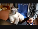 猫って膝の上ではまったりすると聞いてたんですが…