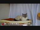 猫の普段の様子をこっそり撮影してみた結果…