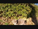 木陰で休む野良猫に少し警戒されたが、次の瞬間に！？