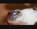 欲求不満の猫がブチ切れてしまいました…