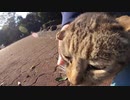 【耐久動画】公園の野良猫に穴が開いちゃうくらいトントン、ナデナデしてみた