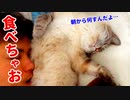 目覚めたら目の前にモフモフの猫がいたのでハムハムしちゃいました…