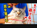 【激萌えバトル】耳を食べたい飼い主VS第六感を持つ猫