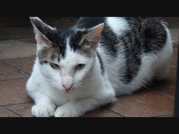 虐待からの生還猫・次郎のこと