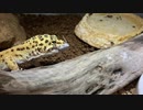 [圧倒的！]タランチュラ飼育日記その６６[手抜きのプロ]